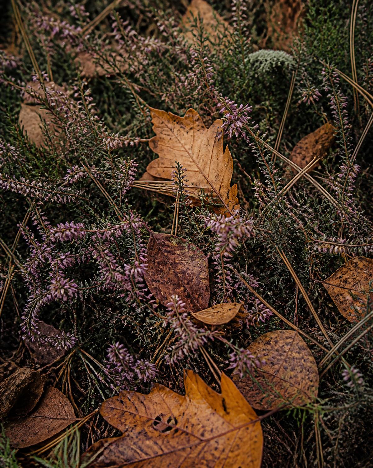 Heide en herfstbladeren op de bosbodem